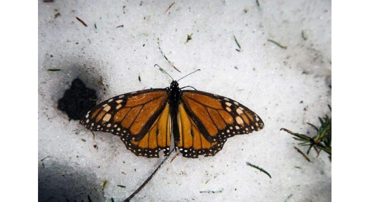 Mexico police raid sawmills near monarch butterfly refuge 