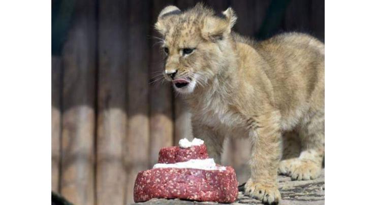 Bangladesh zoo throws wedding for lions with meat cake 