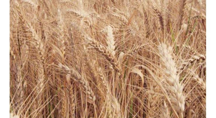 Sindh Govt announces wheat price 