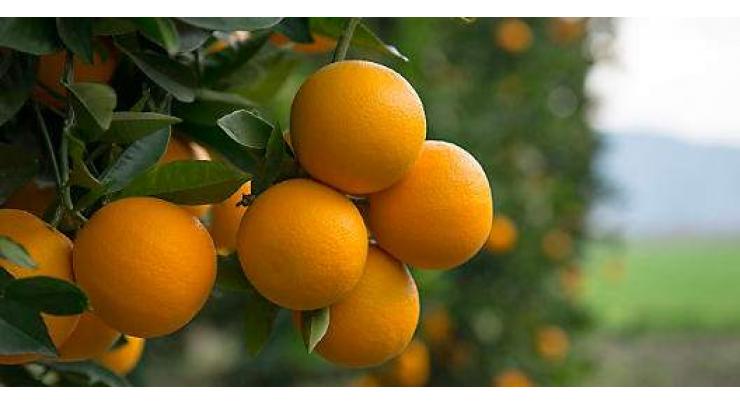 All-out efforts being made to enhance citrus production: Director Citrus 