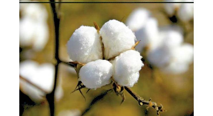 MinTex starts pest, crop management training programme for cotton growers 
