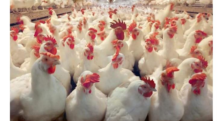 Poultry sellers complain of mismatch of prices 