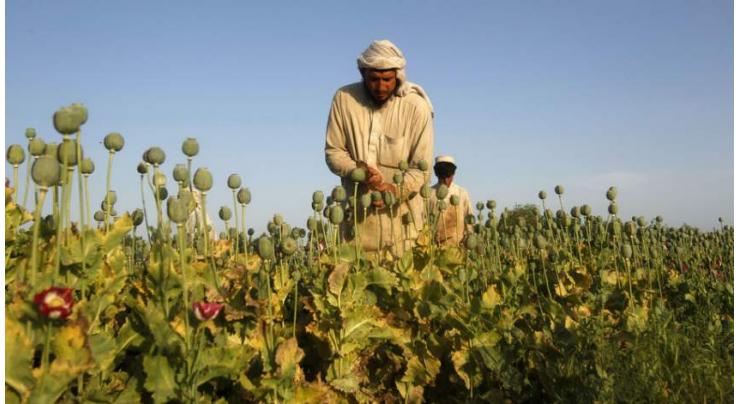 Afghan opium production soars: UN 