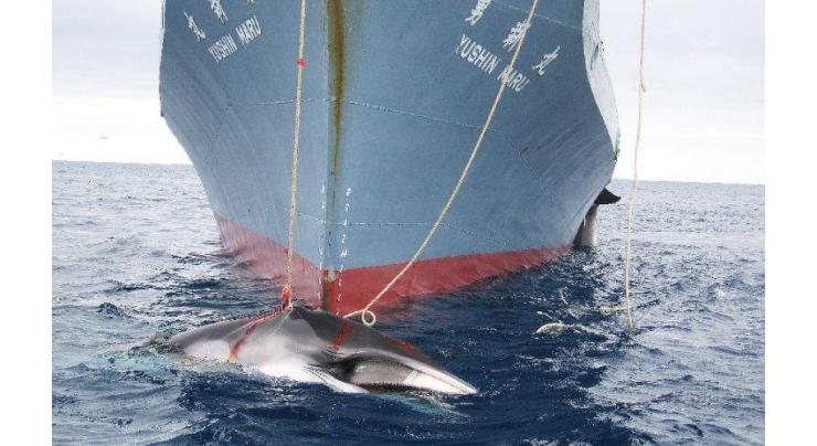Japan whaling: world body agrees to stricter oversight of 'science' 