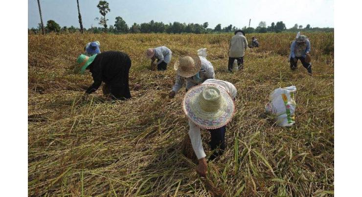 Thai junta reaches out to rice farmers with subsidy 