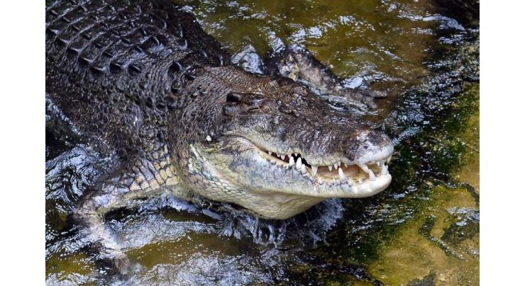 Debate about croc numbers reignited in Australia 