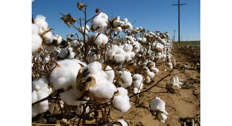 Experts introduce strategies for cotton crop production 