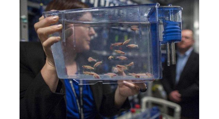 Zebrafish offers hope for spinal cord repair: US study 