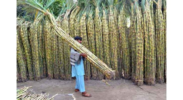 Sugarcane price fixed at Rs 182 per 40kg 