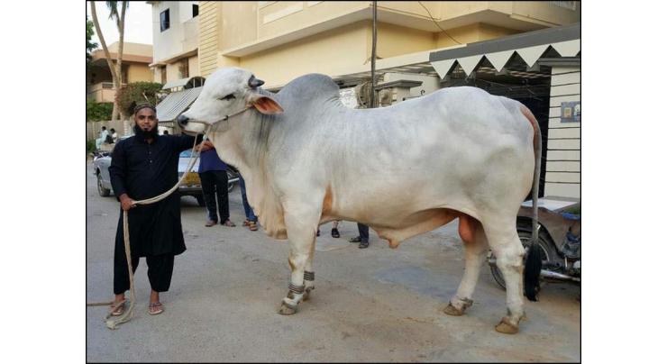 Free cattle distribution from Nov 9 