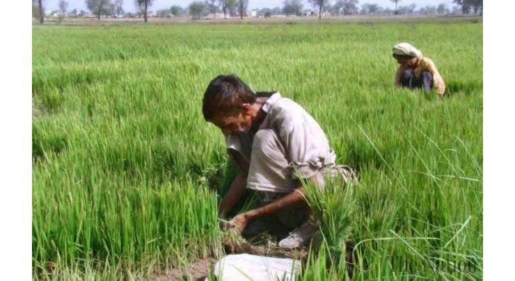 2609 farmers registered under kissan package in Hafizabad 