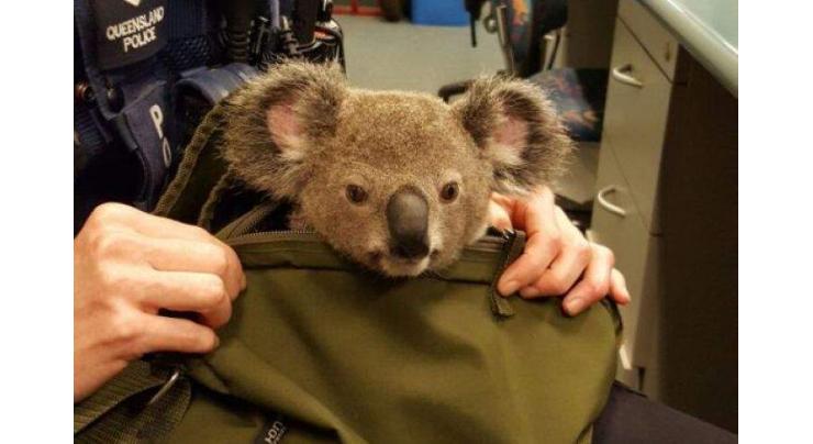 Aussie police find baby koala in woman's bag 