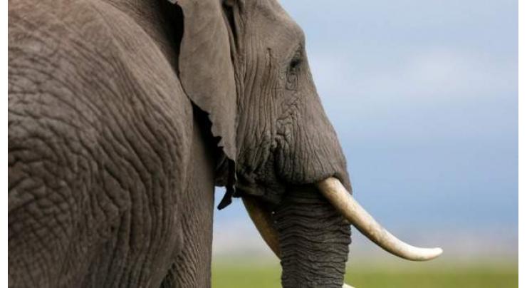 Most illegal ivory from recently killed elephants: study 