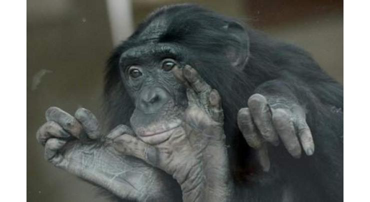 Aging bonobos could use glasses too, study says 