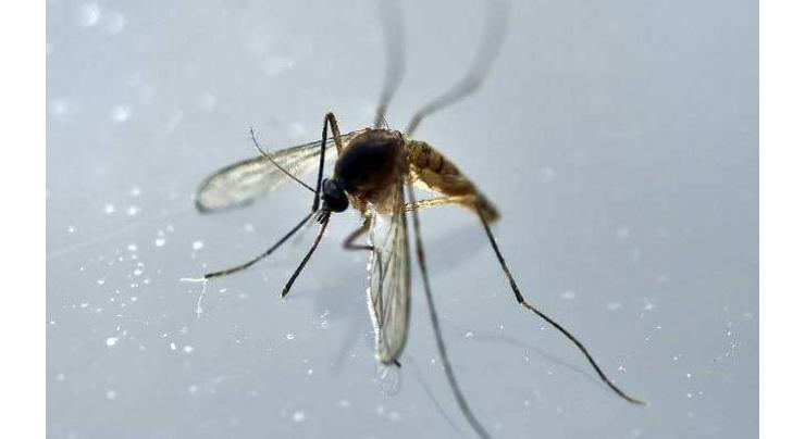 'Zika can break out anywhere,' warns Brazilian doctor 