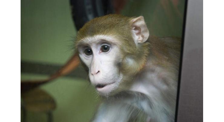 New device used in monkeys sparks hope of paralysis cure 