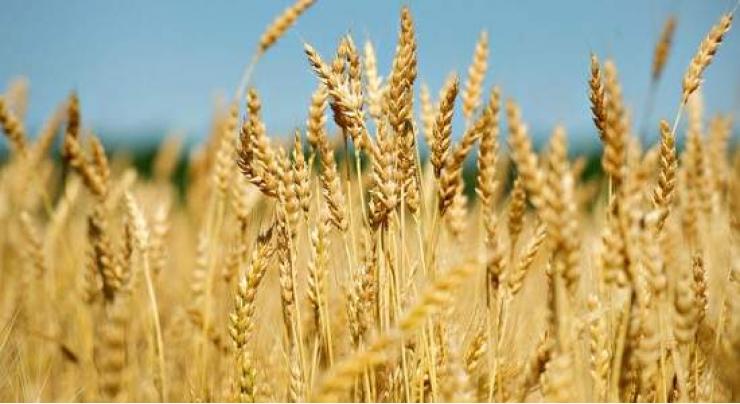 Farmers urged to complete wheat sowing till Nov 20 