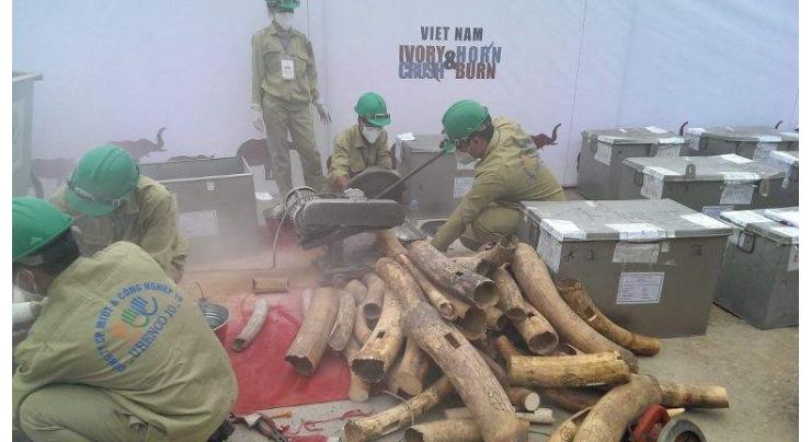 Vietnam destroys huge ivory, rhino horn cache 