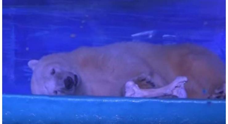New Chinese home for 'world's saddest polar bear' 