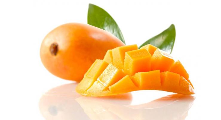 Guidelines to save mango varieties from Vivipary 