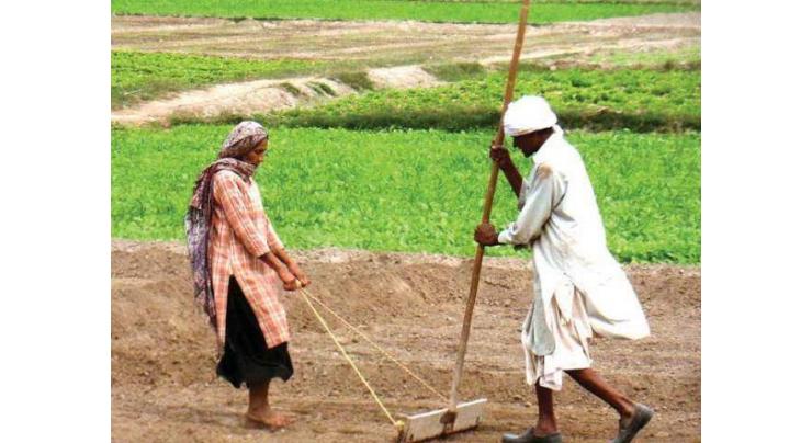 Over 5138 farmers registered for Kissan package 
