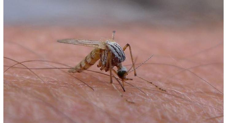Zika no longer a world public health emergency: WHO 