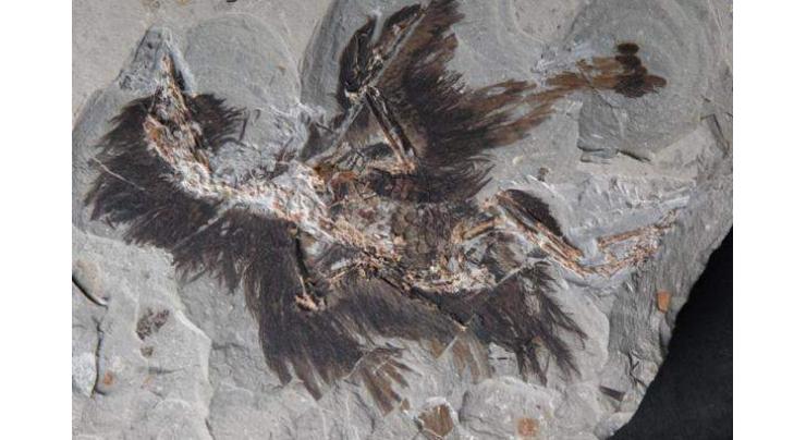 Chinese archeologists find clues about appearance of early birds, dinosaurs 