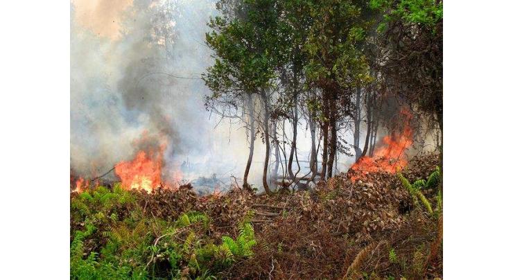 Fire erupts in Upper Dir forest 