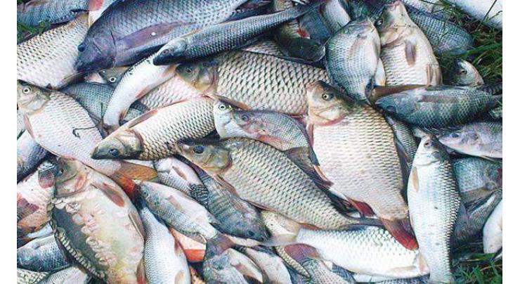 Fish exports increase 14 per cent in four months 