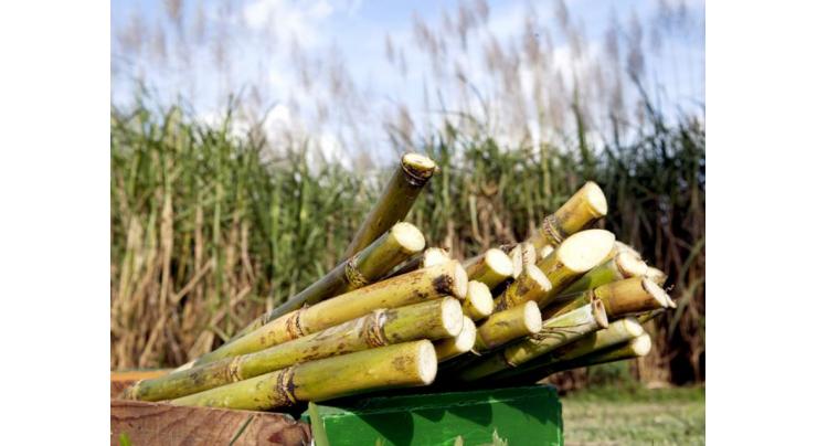 'Rights of sugarcane growers to be protected' 