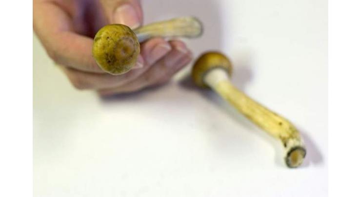 Magic-mushroom compound boosts cancer patients' mindset 