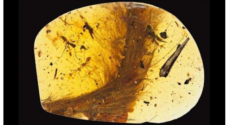 Feathered dinosaur tail found encased in amber 