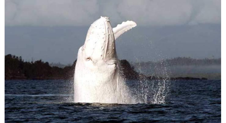 Rare Omura's whale spotted off Australia 