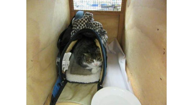 Kitty smuggler lets cat out of the bag in New Zealand 