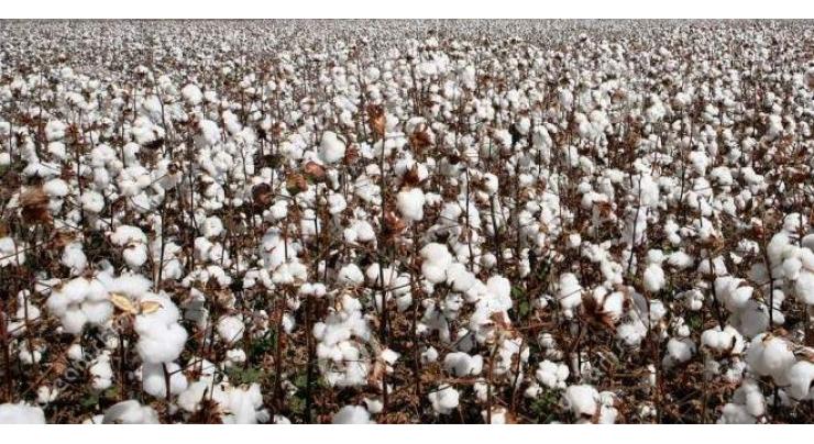 Agri Dept taking practical steps to obtain record cotton crop 