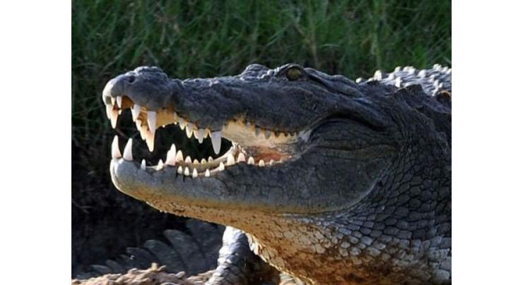 Snap! Selfie-seeking tourist bitten by Thai croc 