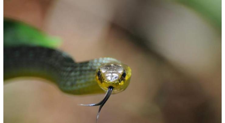 Woman bitten by snake at Australian zoo 