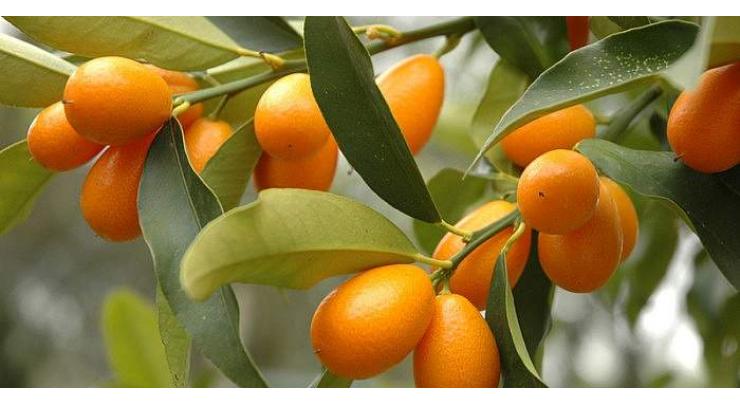 Citrus plant pruning must in current season 