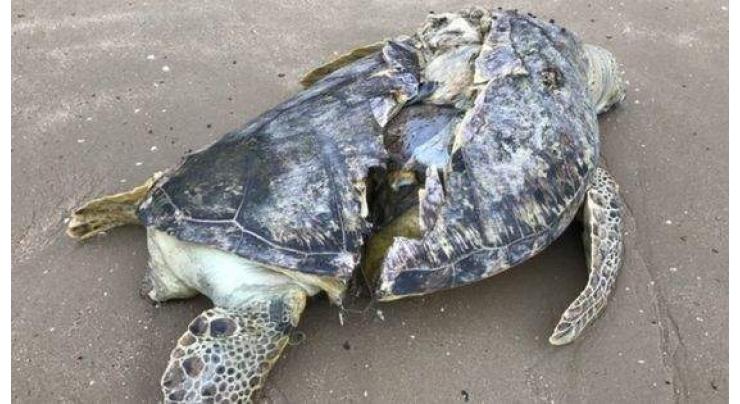 Sea turtle with sliced shell found dead on Singapore beach 