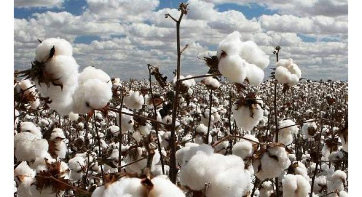 10.3m cotton bales reach ginneries, arrivals up by 11pc 