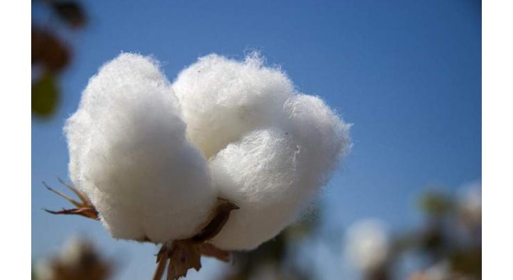 Cotton arrival in local market witnesses 11.72% increase 