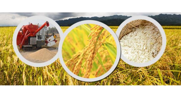 Timely water imperative for wheat crop 
