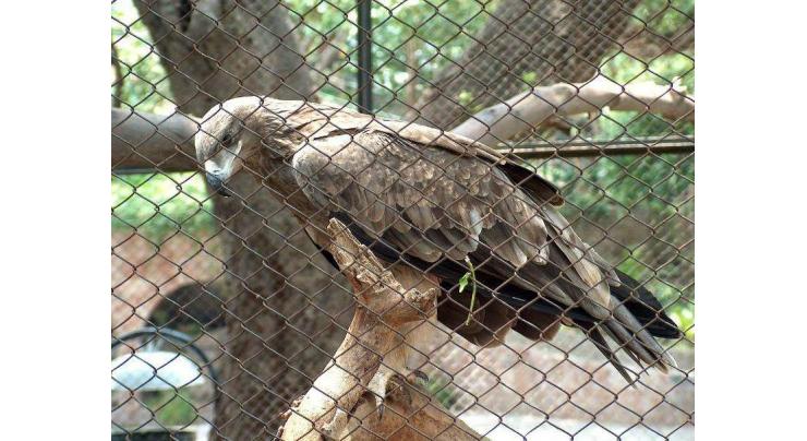 Lahore Zoo becomes more attractive after new breeding 