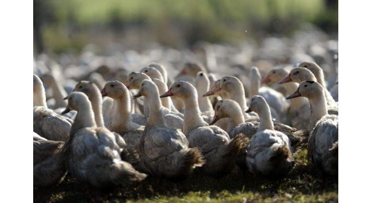 France launches mass duck cull to stem bird flu spread 