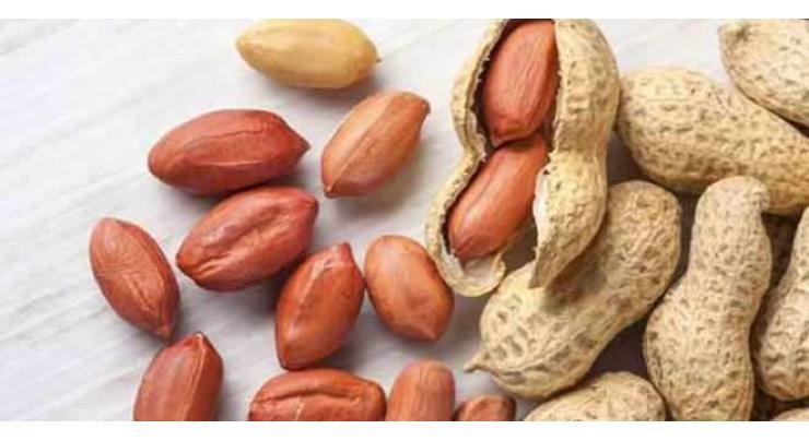 US health authorities: eating peanuts as baby prevents peanut allergy 