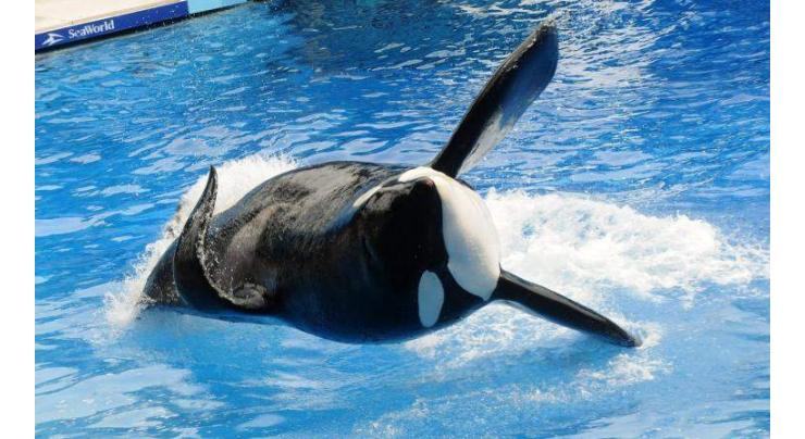 'Blackfish' killer whale dies 