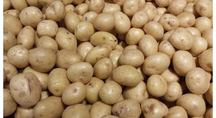 'Farmers advised to complete potato harvest by January 31' 