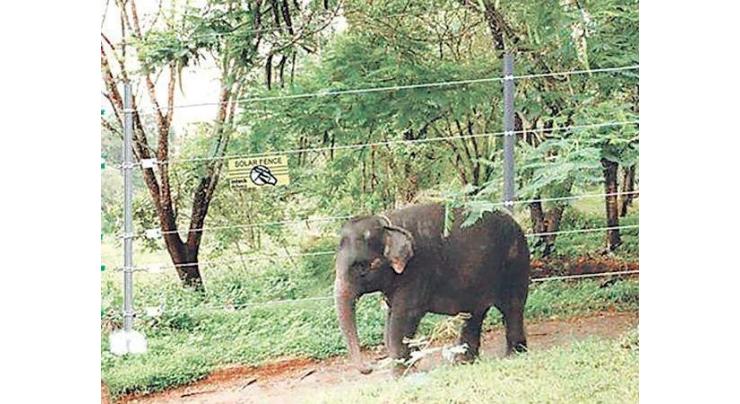 Wild elephant kills tourist in Nepal 