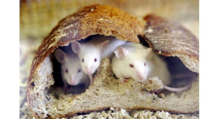US scientists activate predatory 'kill switch' in mice 