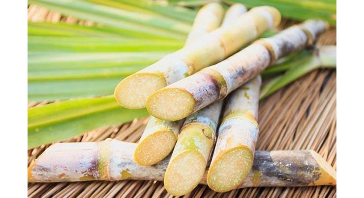 11 middlemen held for purchasing sugarcane on low prices 